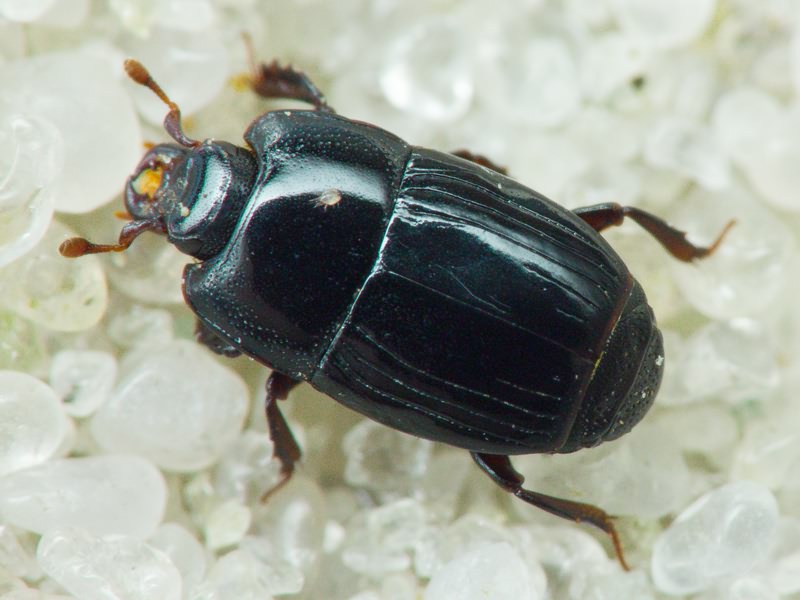 Platysoma compressum (Herbst, 1783)